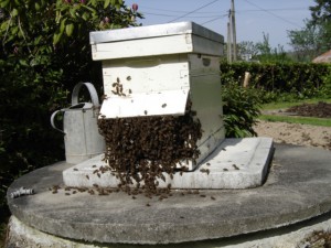 essaim d'abeilles entrant dans ruche