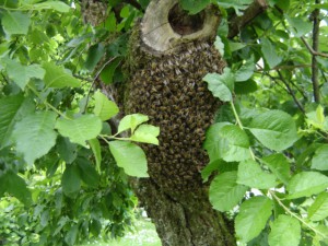 essaim en hauteur dans un arbre