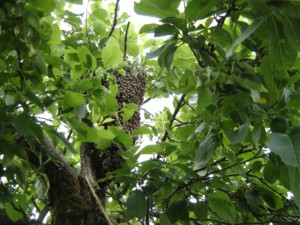 essaim en hauteur dans un arbre