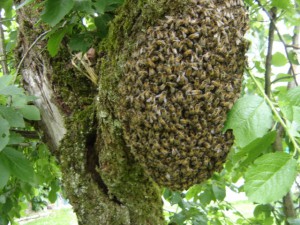 essaim en hauteur dans un arbre