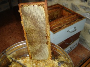 cadres récolte de miel