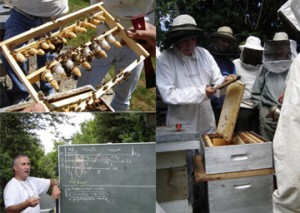 syndicat apiculture du limousin