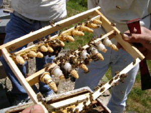 cours du syndicat d'apiculture du limousin l'abeille limousine