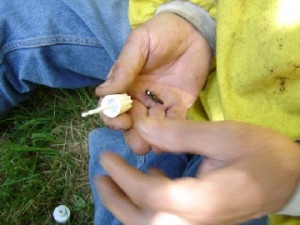 cours du syndicat d'apiculture du limousin l'abeille limousine