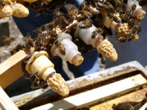 cours du syndicat d'apiculture du limousin l'abeille limousine