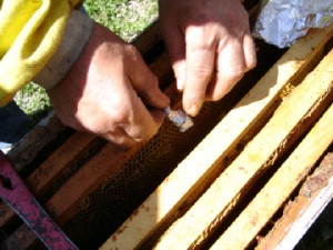 cours du syndicat d'apiculture du limousin l'abeille limousine