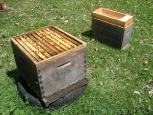 cours apiculture - abeille limousine