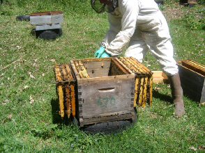 cours du syndicat apicole l'abeille limousine
