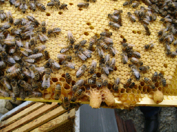 cours apiculture syndicat limousin abeille limousine