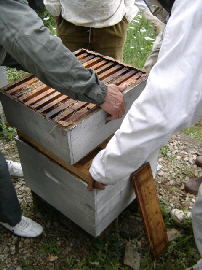 cours d'apiculture par le syndicat du limousin l'abeille limousine