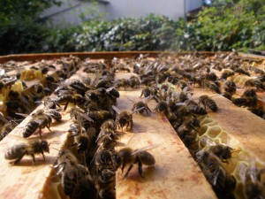 abeilles syndicat apicole du limousin