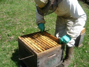 essaimage par division - cours apicole abeille limousine