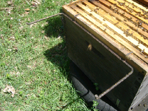 cours d'apiculture du syndicat apicole du limousin