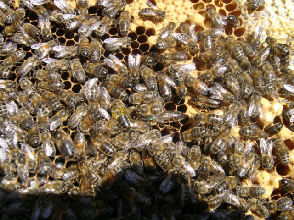 cours de l'abeille limousine apiculture